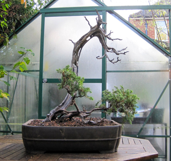 juniper bonsai
